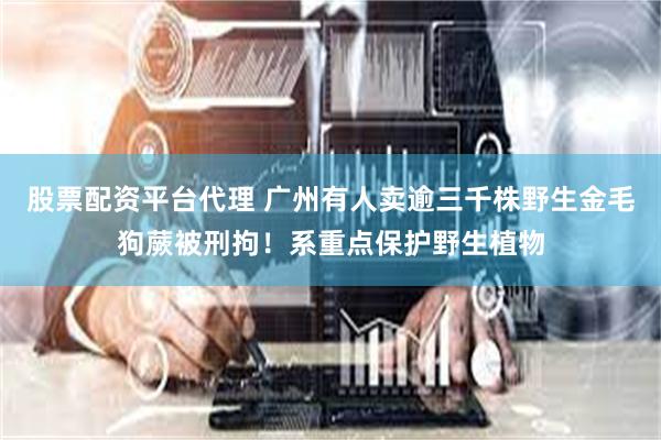 股票配资平台代理 广州有人卖逾三千株野生金毛狗蕨被刑拘!系重点保护野生植物